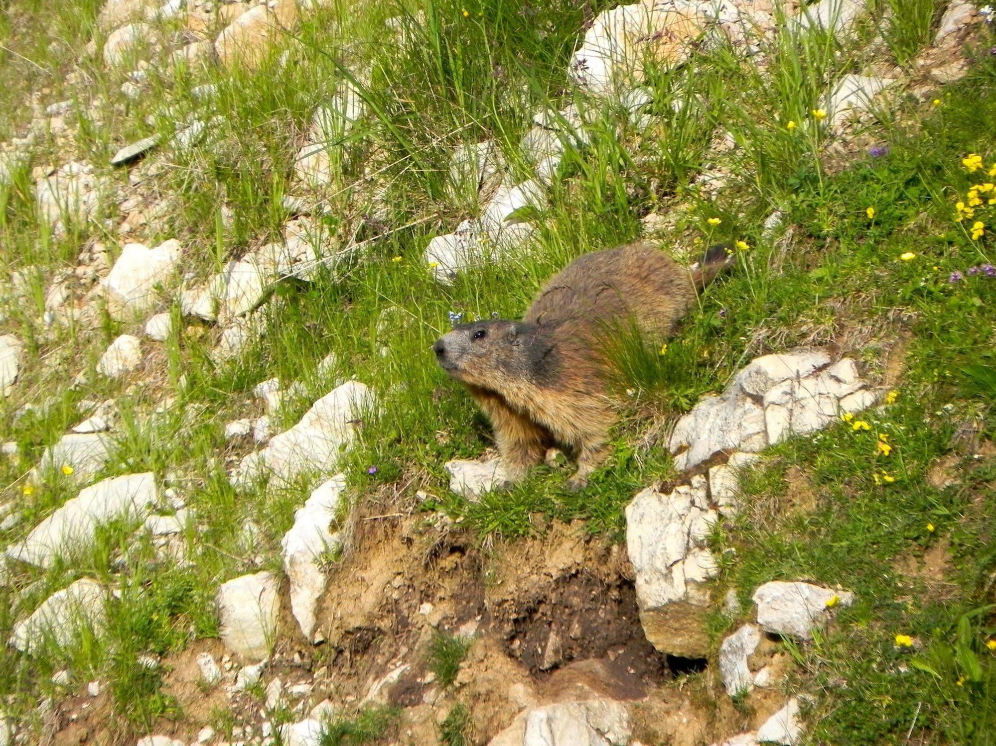 Rifugio Monte Baldo Ξενοδοχείο Avio Εξωτερικό φωτογραφία